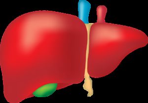 liver, organ, anatomy
