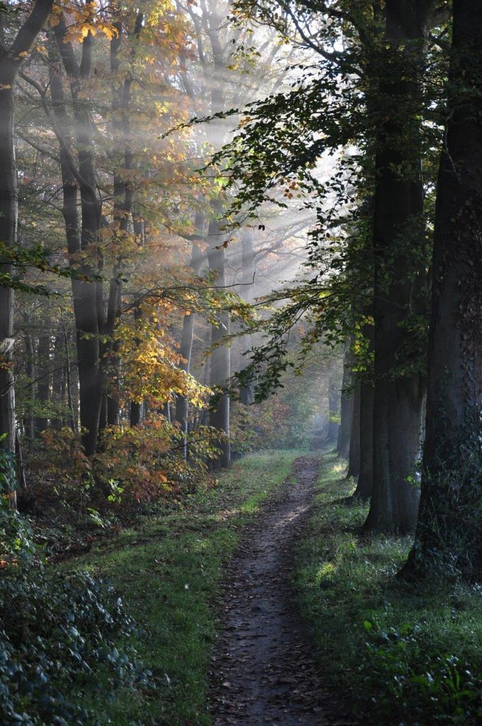 path, forest, trees