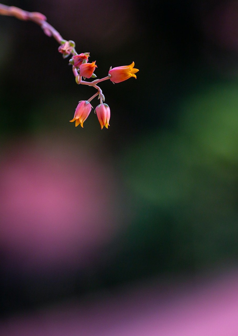 stone lotus, flower, lotus